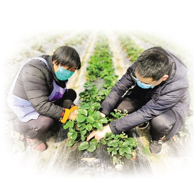 冯克超（右）和贫困户梅友芝一起摘除草莓的老叶、病叶。资料图片