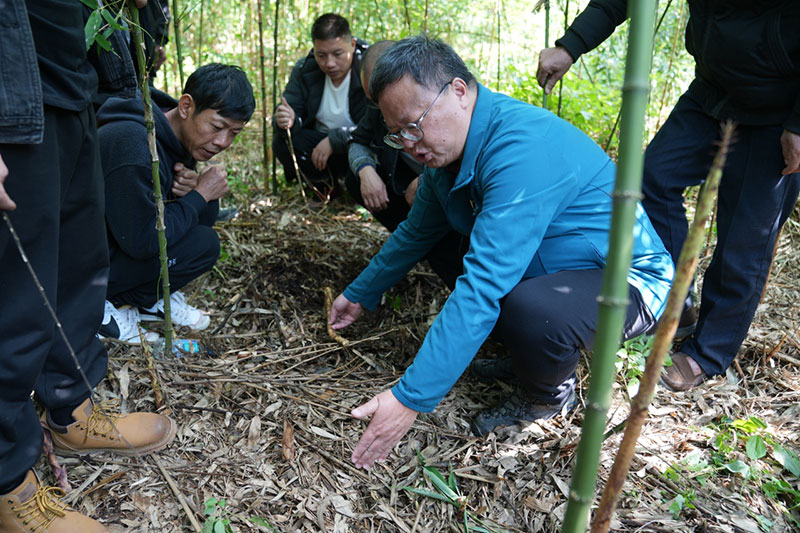 西南林业大学董文渊教授在高田乡方竹种植示范基地为农户讲解方竹种植与管护技术